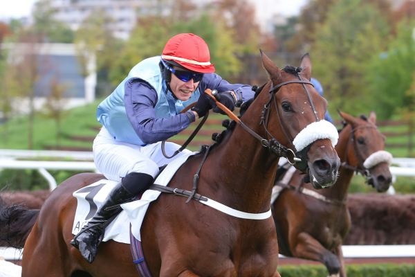 Francia. Sabato ad Auteuil Device contro tutto nel Grand Prix D’Automne, primo gruppo uno della sessione autunnale, contorno di livello con Prix Congress e Bournosienne