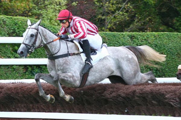 Francia. Bipolaire conquista senza affanno il Prix Richard e Robert Hennessy, per il grigio allenato da Francois Nicolle probabile la destinazione verso il George Courtois o Haye Jousselin