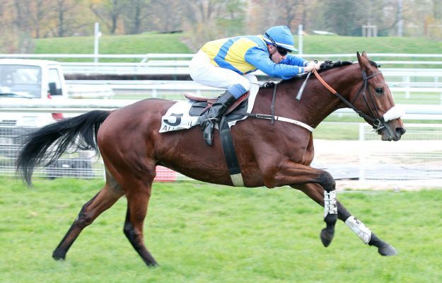 Francia. Mercoledì a Fontainebleau si corre il Grand Cross, terza tappa della Crystal Cup. In pista la campionessa Vazabelle du Lion e il Macaire Vizir D’Estruval eroe dell’ultima campagna di Compiégne