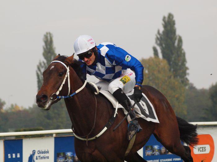 Italia. Non solo Gran Premio nella domenica di Maia, si corrono anche Gran Criterium e Siepi per i 4 anni con Amaranthus contro tutti fra i novizi e il ritorno del ceco di Monte Negro Kifaaya fra i nati del 2012