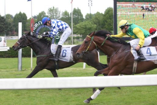 Merano. Domenica Criterium di Primavera di alto livello, con gli ospiti Kifaaya e Stafettino contro gli italiani Scocosita, Keen Move, Dream in Japan e la novità Nadat. The Plough atteso fra i novizi in chiusura di programma