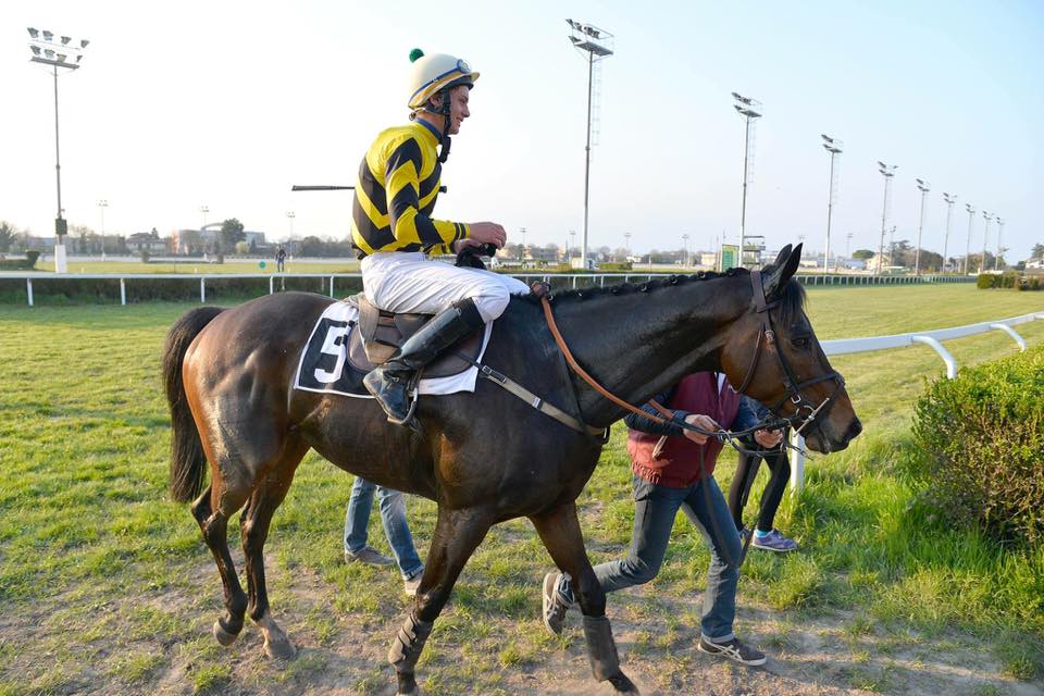 Italia. Triangle D’Or Re di Treviso, l’allievo di Davide Satalia resta imbattuto sul tracciato e domina l’Amedeo Duca D’Aosta, battuto Silver Tango. Morning Star vince nettamente lo Steeple Chase del Sant’Artemio