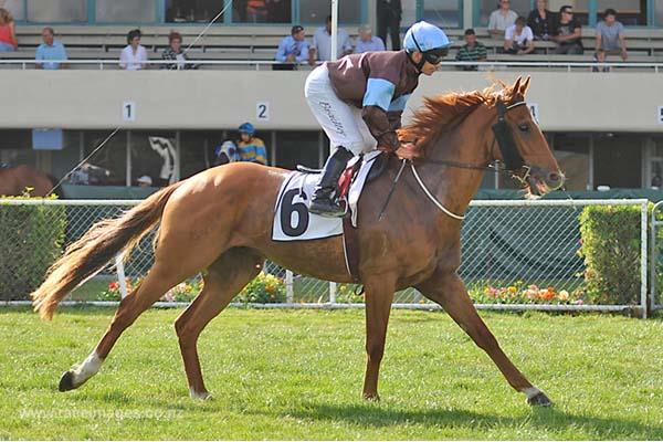 Nuova Zelanda. Netta affermazione per l’atteso Ngario avanti al compagno di allenamento Gagarin nel Grand National Hurdle di Canterbury