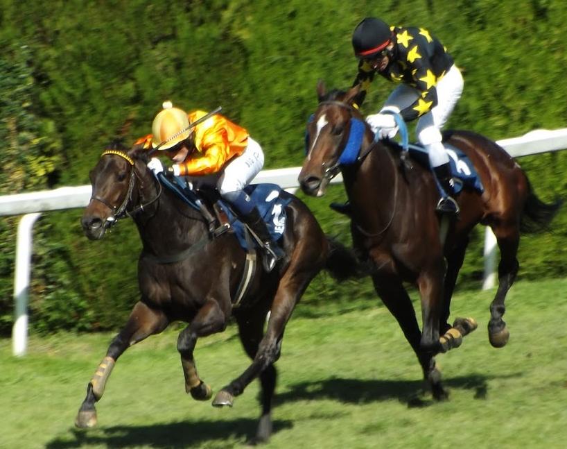 Merano. Torna in pista Triple Pursuit vincitore del Gran Criterium d’Autunno. Per l’allievo di Favero all’esordio sullo steeple, due avversari di alto profilo come Sbarazzino e Dominato. Mishgar e Le Navaro da seguire in siepi