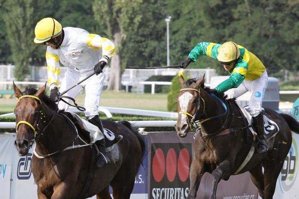 Repubblica Ceca. Charme Look trionfa nella 126 esima edizione della Velka Pardubice, quarta vittoria nella corsa per il jockey Jan Faltejsek. Eguagliato Peter Gehm, al secondo Ange Guardian con Jan Kratochvil, terzo Josef Bartos in sella a Zarif