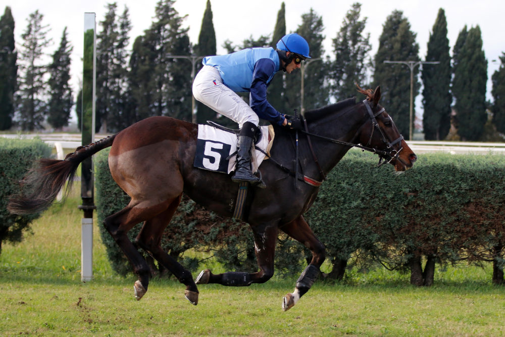 Italia. Semplice formalità per l’atteso Roches Cross nel pomeriggio grossetano, l’allievo di Vana prevale senza sforzo sul compagno Big Mago. Doppio Romano nel pomeriggio con le vittorie di Hurricane Mix e Summer Of York