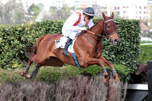 Francia. Natale a Cagnes Sur Mer con il Prix Comtè de Nice, gara di preparazione alla grande giornata sugli ostacoli della Costa Azzurra dell’otto Gennaio. My Maj sfida la coppia di Cottin Karlecytic e Champe de Bataille, con Le But guastatore annunciato