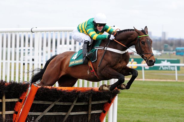 Inghilterra. Sabato a Cheltenham le International Hurdle con My Tent Or Yours. McManus avrà al via anche Yanworth, dall’Irlanda Willie Mullins potrebbe schierare Ivan Grozny