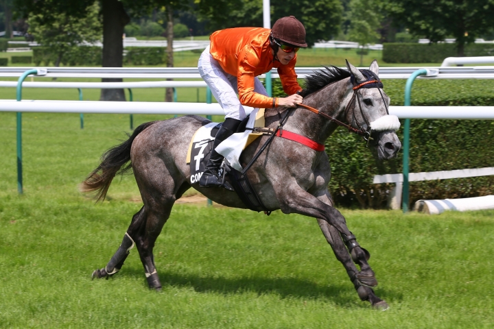 Francia. Domenica attesa la Grand Course de Haies de Pau e il Grand Cross Reverdy con in pista il grigio Christmas Rose nella siepi e Saying Again sui 6200 metri del percorso misto