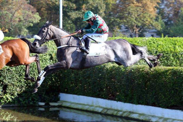 Francia. Edward D’Argent grande atteso nel Prix Duc D’Anjou ad Auteuil, l’allievo di Guillaume Macaire cerca il lasciapassare per il Ferdinand Dufaure