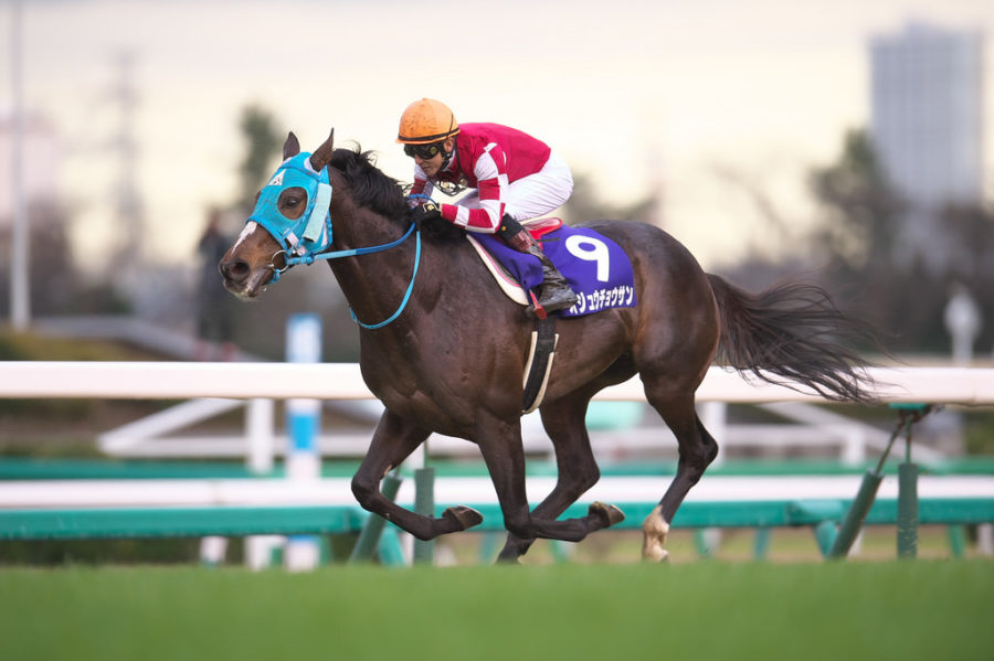 Giappone. Oju Chosan pronto ad entrare nella storia, l’allievo di Shoichiro Wada affidato a Shinichi Ishigami cerca la quarta vittoria consecutiva nell’attesissimo Nakayama Grand Jump