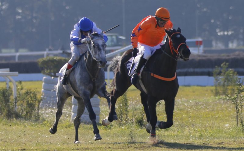 Italia. A Merano la seconda giornata con il Premio Lord Madonna e l’Anniversario degli Steeple Chase d’Italia. Notti Magiche difende il titolo sulle siepi, Hurricane Mix sfida Allycat il ceco Arman e All About Cossio nel cross country