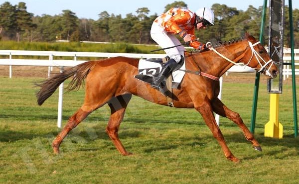 Italia. Sabato a Merano un’interessante edizione del Giuseppe Chiodini dove la lanciata Toward Glory sfida la polacca Terapena, alla finestra la dormelliana Nelly Darrier. Nos Galan si declassa sullo steeple in chiusura di programma, solito mix nel cross country