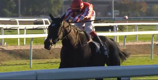 Francia. Toulouse, C’est Le Bouquet domina lo Steeple-Chase d’Automne Dynavena Cérès Nutrition, l’allievo di Francois Nicolle prevale nettamente sul Macaire Walk de Cerisy