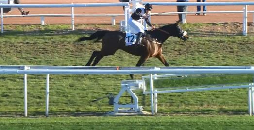 Francia. Cagnes Sur Mer, uno due Francois Marie Cottin che vince la Ville de Nice con Achour e il giovane Dylan Ubeda e la Grand Course de Haies grazie a Cote D’Azur