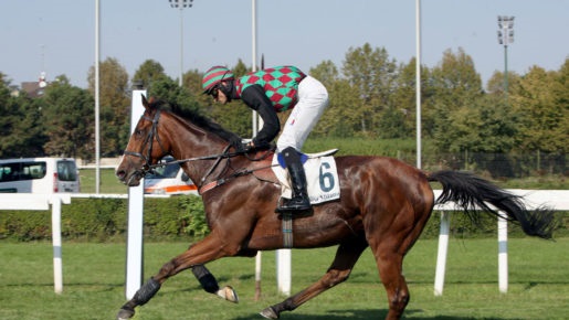 Italia. Treviso sabato, Starman da battere nella periziata in siepi riservata ai 4 anni contro la coppia Romano, Give a Break Kookaburra. Cheap Thrill e Roman attesi nelle restanti corse del pomeriggio