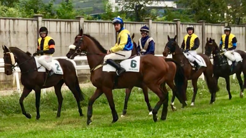 ITALIA. Merano, freddo e pioggia non fermano Northerly Wind che domina il Mipaaft e vola verso il Gp; Night Moon (Faltejsek miracolo in sella) rischia la caduta ma vince restando imbattuto fra i tre anni. Max’s Spirit nome nuovo per la Champion Italian Hurdle, Linovsky 30 vs 1 prevale fra i 4 anni, Tequila Tango ed Alberto Carrassi raddoppiano nel cross