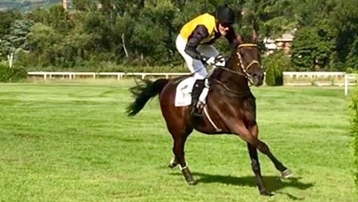 ITALIA. Sant’Artemio open, quattro convegni tutti al sabato, clou stagionale il grande steeple di Treviso. Nella prima stagionale binocoli puntati sul Premio Oderzo, in pista la coppia Chicago – Champ de Bataille