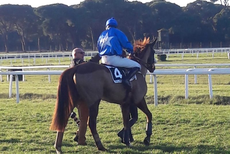 ITALIA. A Pisa c’è il Premio Carangio il mini grande steeple pisano, Quinze de la Rose imbattuto sulla pista vs la doppia coppia Mensch – Balashams, Treizor du Pilori – Il Superstite. Gold Edition atteso fra i quattro anni; Sansiro favorito nella periziata