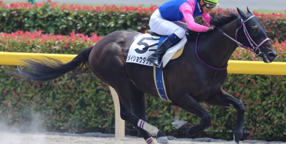 GIAPPONE. Meisho Dassai conquista nettamente il Pegasus Jump Stakes, a Nakayama l’allievo di Yuji Iida interpretato da Kazuma Mori, conquista il primo step classico della stagione battendo Meadowlark e Le Pere Joel