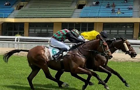 ITALIA. Domenica a Merano si corre il tradizionale Sergio Giorgi, cross country sulla strada del Grande Steeple Chase di Roma che ritrova in pista il vincitore del Nazioni Broughton, oltre a Power Zar, All About Cossio e il ceco Talent