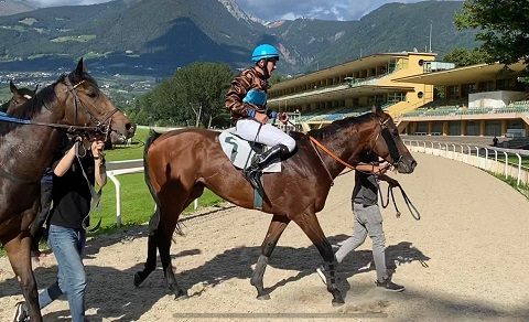 ITALIA. Merano week end, sabato il ricordo del mitico ‘Chiodo’ Giuseppe Chiodini nella condizionata in siepi per anziani dove si rivedono Au Piede Leve e Leonardo Da Vinci; nella Novices atteso il potente Dunque