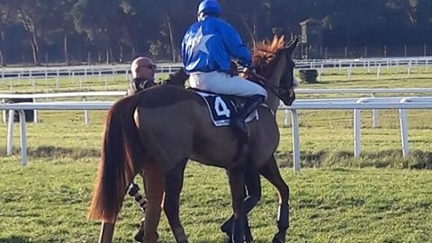 ITALIA. Merano, blocco scongiurato, si corre regolarmente. Clou lo steeple in ricordo di Alpha Two, top weight World Speed, Favero temibile con Sea Battle. Fra gli anziani Schwarzwald e Mezajy vs Ole Caballero e il rientrante Quinze de la Rose