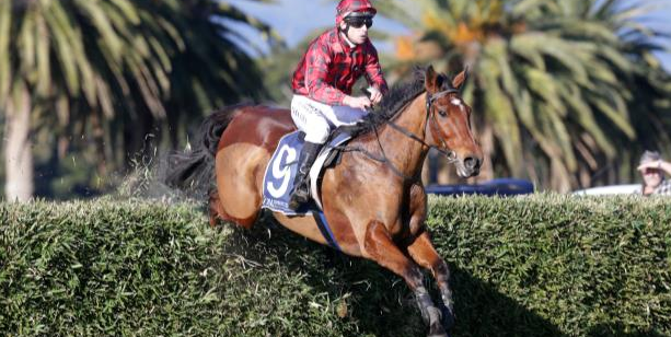 AUSTRALIA. Inizia il percorso di avvicinamento del campionissimo Tallyho Twinkletoe al doppio appuntamento Grand National, domani (domenica) a Pakenham secondo warm up stagionale nel Brendan Drechsler Hurdle