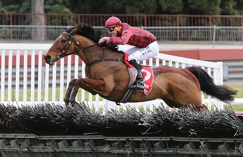 NUOVA ZELANDA. Tallyho Twinkletoe rientra a Wanganui in una open hurdle sul miglio e mezzo per preparare la difesa del doppio titolo australiano nel Grand National Hurdle e Steeple Chase