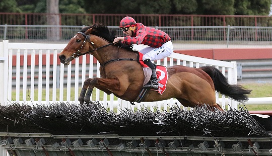 NUOVA ZELANDA. Tallyho Twinkletoe rientra a Wanganui in una open hurdle sul miglio e mezzo per preparare la difesa del doppio titolo australiano nel Grand National Hurdle e Steeple Chase