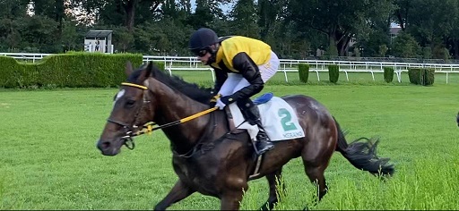 ITALIA. Merano, domenica il premio Vincenzo Pollio con l’affascinante Gangster De Coddes, l’allievo di Pepi Vana reduce dalla strepitosa vittoria nell’Ezio Vanoni; di spalla un ascendente in siepi sui tre chilometri