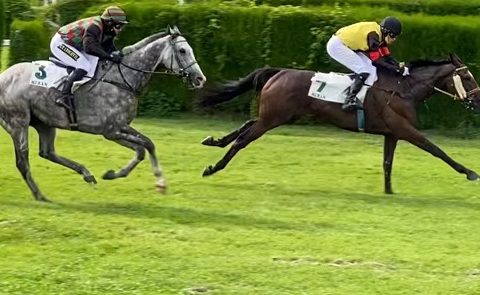 ITALIA. Milano, Gap Pierji cerca riscatto nel Premio Dei Novizi, Sternkranz atteso nel cross country del Solaroli di Briona; Lawaa, Sopran Pegaso, San Godenzo e la novità Miss Cercy da seguire fra i tre anni, equilibrio sullo steeple dell’Argenta