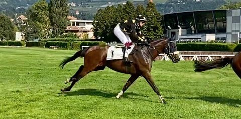 ITALIA. Merano, Elia Tanghetti brilla con le sue stelle gialle, Assassin fra i tre anni dello Spegasso Memorial Ferrari e Namoum nella periziata in ricordo di Ernesto Loccatelli. Sullo steeple torna alla vittoria il qualitativo Prince D’Orage; Agus 25 esima vittoria