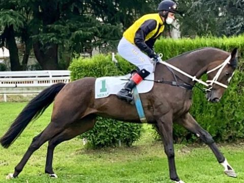 ITALIA. Domenica Merano il Premio Piero e Franco Richard con il campioncino Gangster De Coddes laureato di Vanoni e Pollio. Nell’Arma di Cavalleria, ultimo test per il veterano Broughton prima dei 6000 del Nazioni