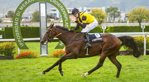 ITALIA. Domenica l’81 esima edizione del Gran Premio Merano Alto Adige, dodici sulla linea di partenza; L’Estran vs Le Costaud un anno dopo, si riaccende la sfida fra i nostri portacolori, i cugini francesi e la rappresentanza ceca forte di Al Bustan e Northerly Wind