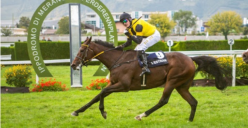 ITALIA. L’Estran ad un passo dalla leggenda. Domenica a Merano il portacolori di Josef Aichner cercherà il quarto successo consecutivo nel gran premio, al suo fianco quattro alleati giallo neri, ma la concorrenza francese fa paura. Nicolle, Macaire, Quinton, Fertilet e Chotard, i migliori top trainer francesi arrivano a Maia per la grande sfida al campionissimo allenato da Josef Vana Jr