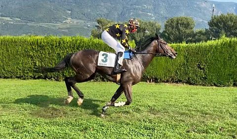 ITALIA. Milano, Brivio primo test gran siepi, il ceco Korfu all’esame Namoum, alla finestra i compagni Aixois e Morning Star. San Giorgio opzione Robbesant, splendido il Monte Stella con il duo Romano vs Way To Epsom e Shalamann
