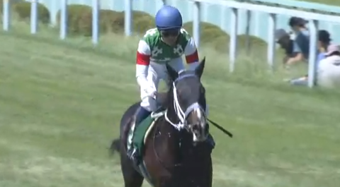 GIAPPONE. Springboks new entry fra gli ostacoli nipponici, l’allievo di Ryo Terashima vincitore del Kokura Jump Stakes, guarda con fiducia ai grandi eventi d’Autunno, possibile obiettivo il Nakayama Daishogai di fine anno