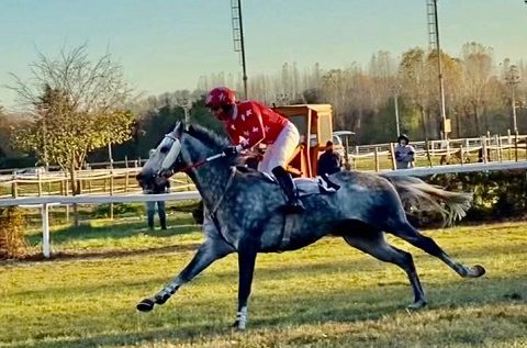 ITALIA. Treviso, Leonardo Da Vinci torna al successo nella periziata sulle siepi, superato il tabù partenza. Honey Sexy offre un bel numero nella maiden per i giovanissimi, Precision Prince netto fra i quattro anni