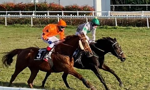 ITALIA. Treviso, arrivo tutto polacco nell’atteso cross country del Renato de Massa, Her Him batte Tamas dopo splendido dibattito finale. Morning Star (doppio Slozil) vince la reclamare sulle siepi