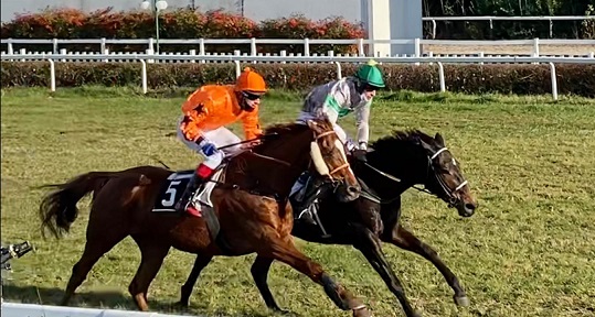 ITALIA. Treviso, arrivo tutto polacco nell’atteso cross country del Renato de Massa, Her Him batte Tamas dopo splendido dibattito finale. Morning Star (doppio Slozil) vince la reclamare sulle siepi