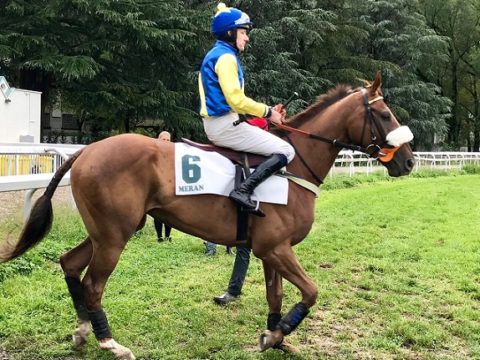 ITALIA. Pisa, tre belle prove in ostacoli per la prima a San Rossore. Sullo steeple del Balorain si rivede il potente Night Moon, vs la doppia coppia Kapjahr – Prince D’Orage, Leonardo da Vinci – Mensch. Gap Pierji, Zinak e Korfu da attendere fra i 4 anni, incertezza fra i giovani del Tilborgh