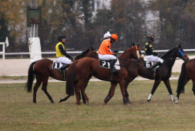 ITALIA. Sant’Artemio, il polacco Tamas atteso nel cross country del Renato De Massa; Morning Star vs Peintre Elusif sulle siepi, Airvi cerca conferma fra i 4 anni del Premio Treviso