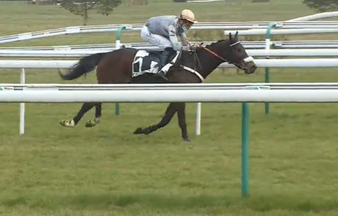 FRANCIA. Prix Hopper per sette giovedì a Compiègne, test di Gr3 che porta al Ferdinand Dufare di Auteuil. In pista l’affascinante Gold Tweet per Gabriel Leenders
