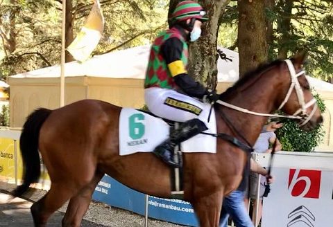 ITALIA. Merano, Prime Siepi e Sergio Giorgi, trials di qualità. Fra i giovani esordienti si parla bene di Desert Agenda (torna in sella Romano) e Gioberto molto piaciuti nei lavori del mattino. Splendido il cross country che guarda al ‘Roma’ con Power Zar, Almost Human, Il Superstite, Korfu e Leonardo Da Vinci