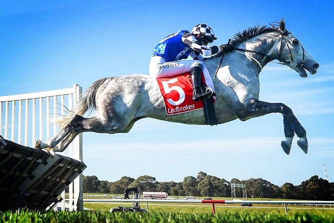 AUSTRALIA. Alla vigilia del Grand National Hurdle, Ciaron Maher annuncia il ritiro dello splendido saltatore Saunter Boy, undici vittorie in diciassette corse disputate in carriera; Steven Pateman suo jockey abituale, ne curerà la pensione