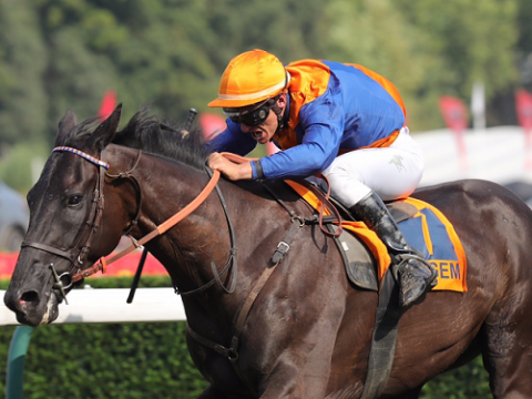 BELGIO. Martedì il Grand Steeple Chase des Flandres (van Vlaanderen) con il detentore del titolo Calisco De Kerser. Il trainer Patrice Quinton alla caccia della decima vittoria consecutiva nella classica belga