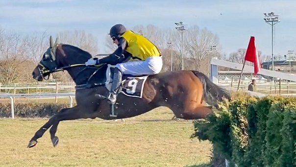 ITALIA. Nella prima al Sant’Artemio doppio Romano – Volpe. Wexford Soil si conferma nella maiden per i quattro anni sulle siepi, Blue Kazak vince isolandosi in apertura di programma. Starman e Lukas Matusky con qualità, il portacolori di Aichner vince al rientro battendo un generoso Toi Meme all’esordio sullo steeple chase