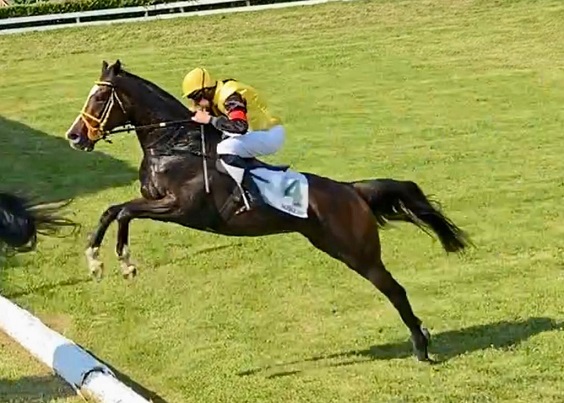 ITALIA. Domenica di grandi salti a Maia con il Premio Piero e Franco Richard e l’Arma di Di Cavalleria. Sullo steeple per novizi Zio Reginaldo vs il ceco Roncal con l’incognita Graciuex Du Logis; splendido il cross che porta al Nazioni, cinque specialisti al via per una prova che si preannuncia spettacolare