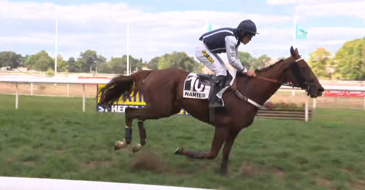 FRANCIA. Bella edizione questo venerdì della Grand Course de Haies dAutomne a Nantes. Al via l’eroe locale Charmino, vincitore della passata edizione, il potente Donne Le Change e il supplementato Always Love You, oltre a due pedine del champion trainer Francois Nicolle